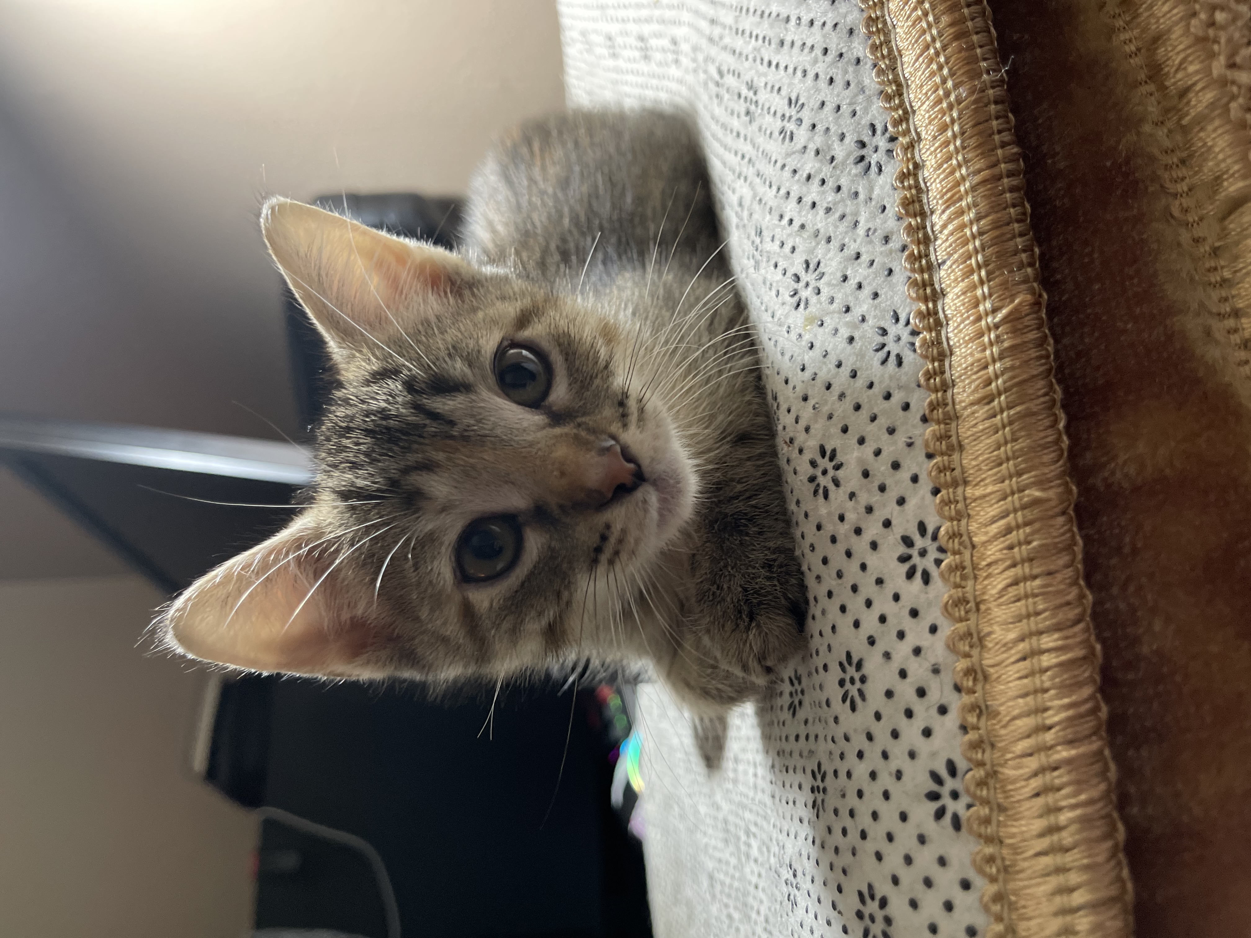 Kitten