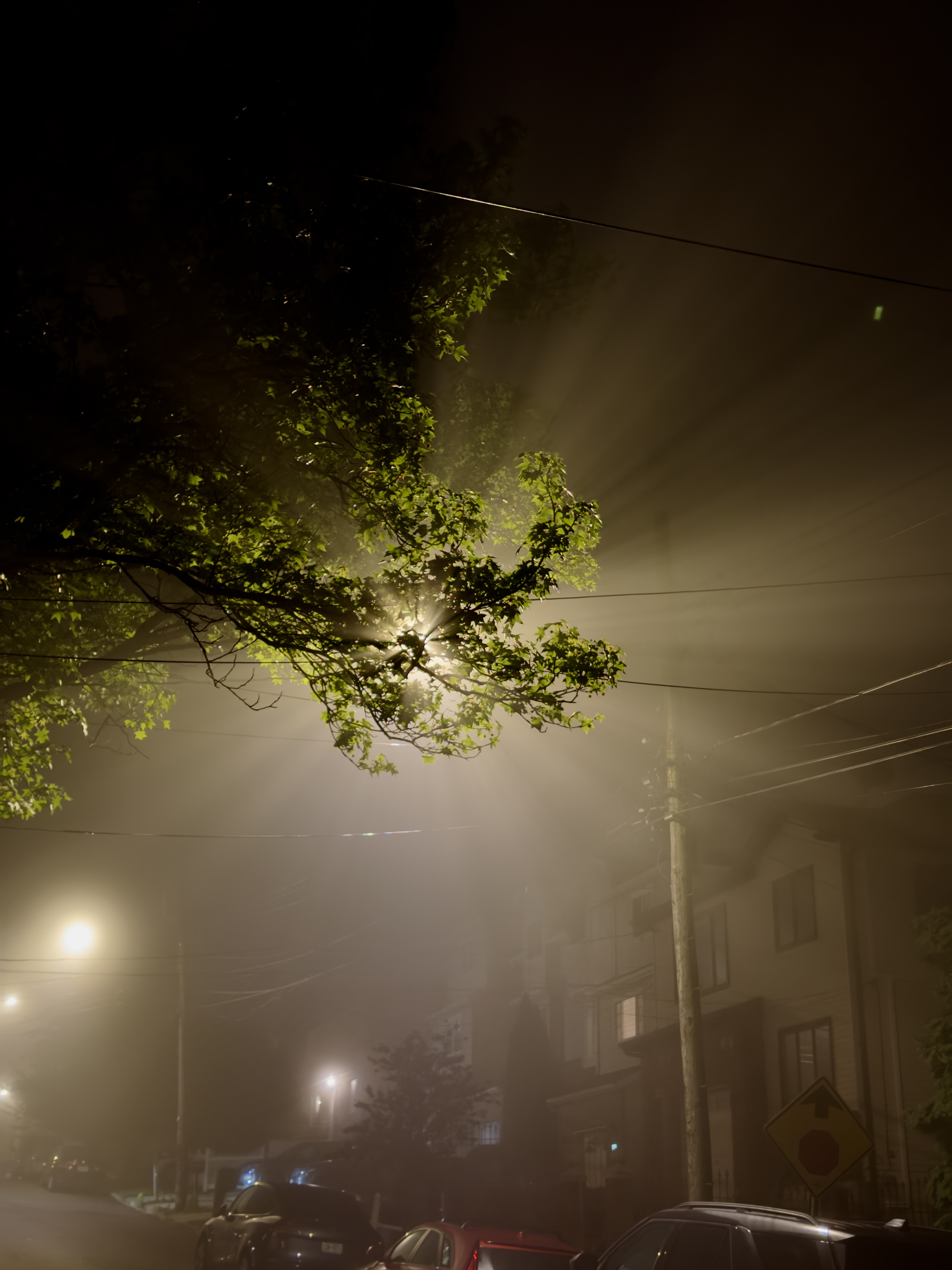 Light shining through leaves