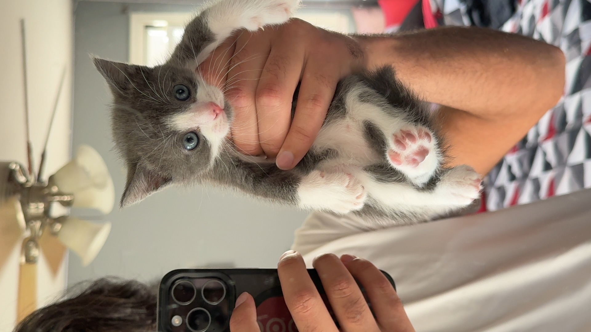 Holding baby cat