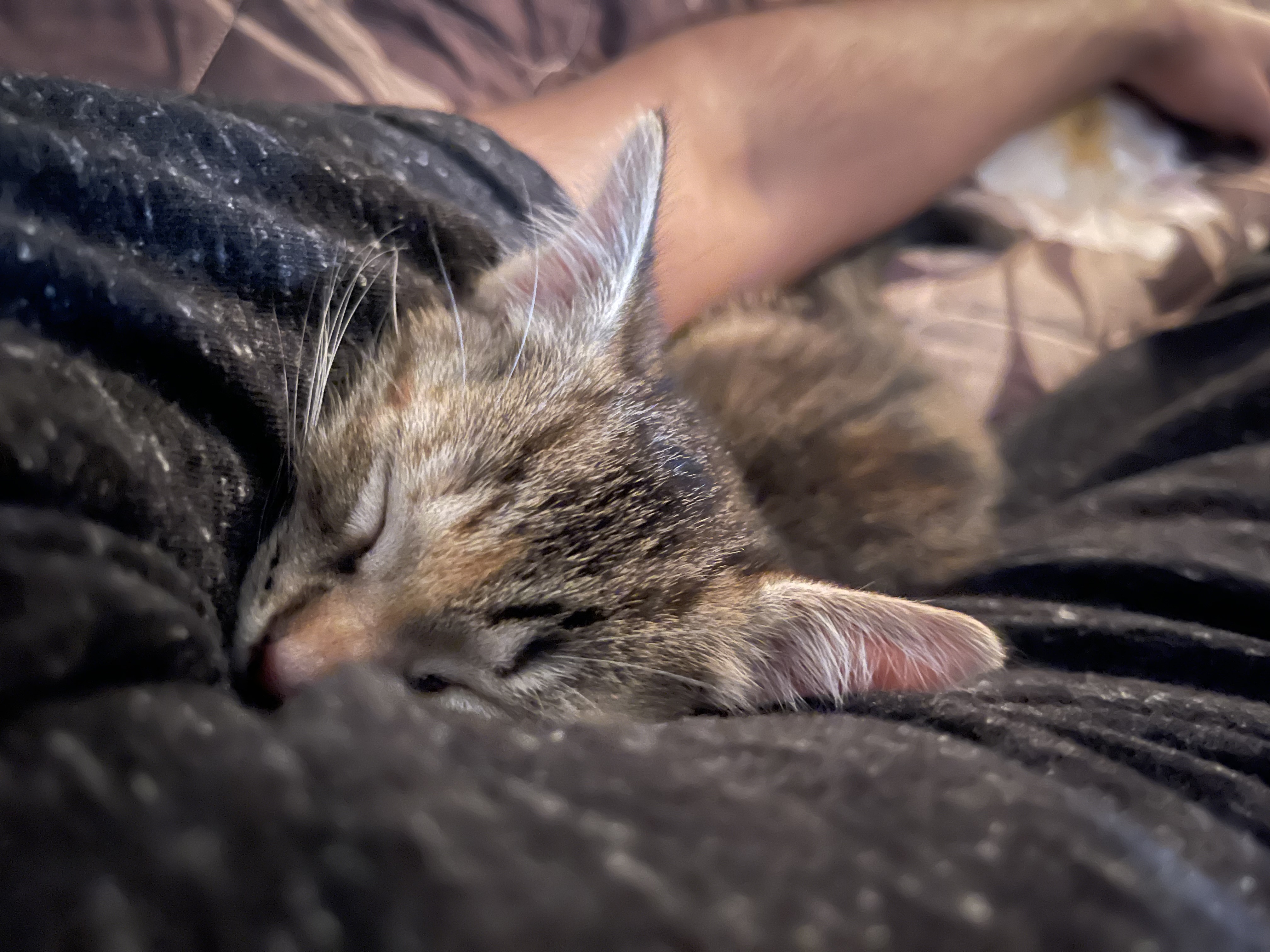Mufi sleeping