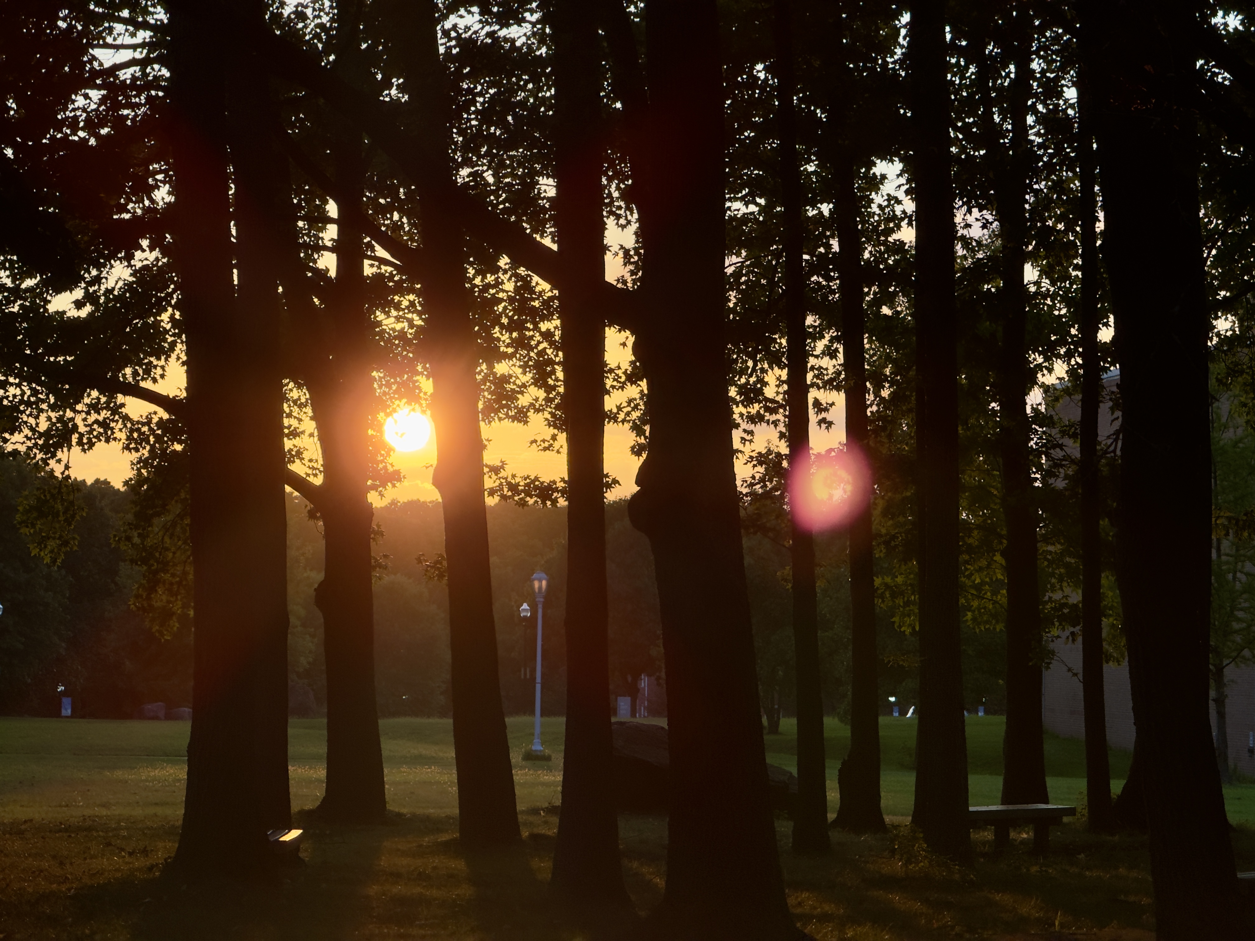 Sunlight shining through trees